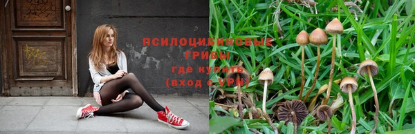 ПСИЛОЦИБИНОВЫЕ ГРИБЫ Арсеньев